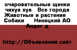 очаровательные щенки чихуа-хуа - Все города Животные и растения » Собаки   . Ненецкий АО,Андег д.